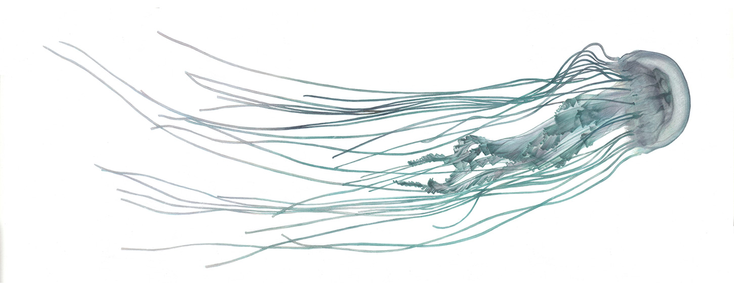 Jellyfish 04 The Life Underwater, The Atlantic Sea Nettle Drawing Illustration