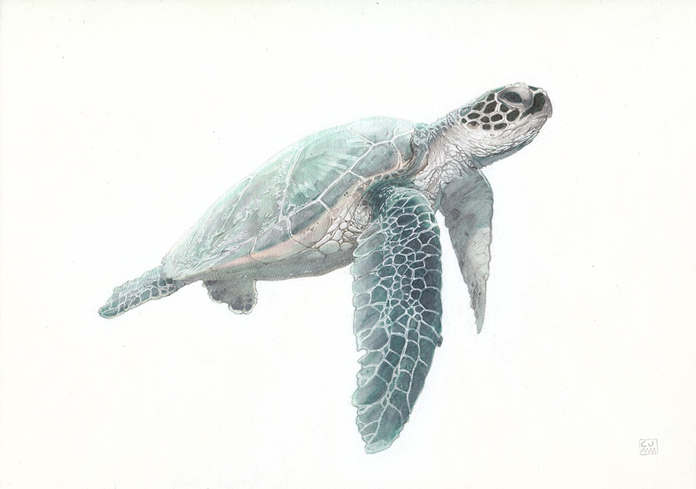 Green Sea Turtle The Life Underwater Drawing Illustration