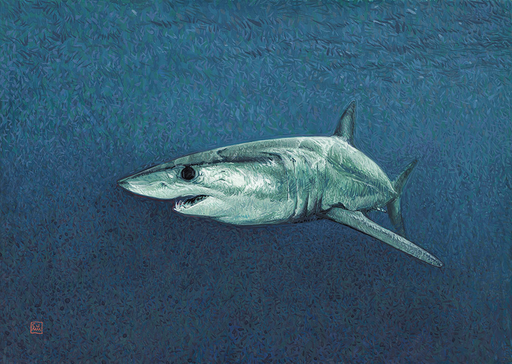 Shark The Life Underwater Drawing Illustration