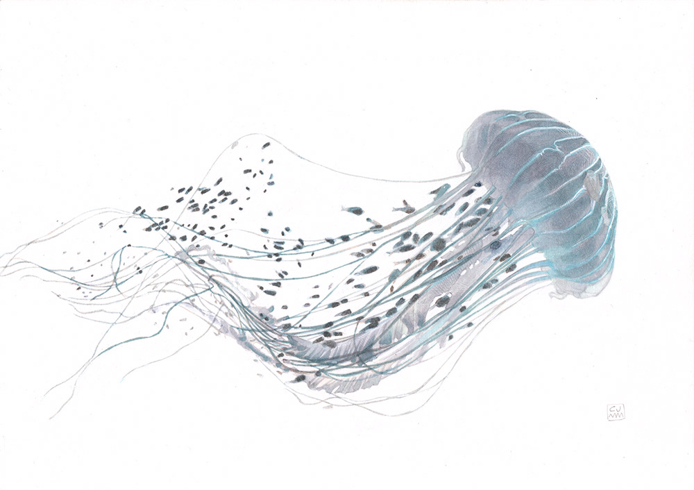 Jellyfish 03 The Life Underwater The Atlantic Sea Nettle Drawing Illustration