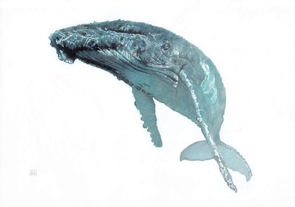 Whale 01 The Life Underwater Drawing Illustration