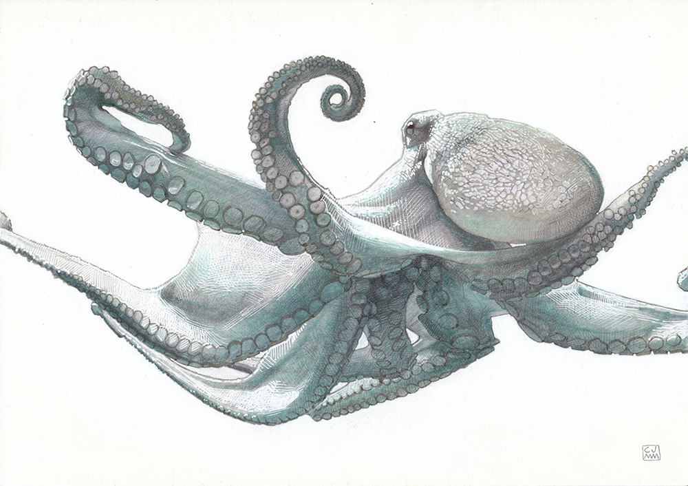 Octopus Vulgaris 02 The Life Underwater Drawing Illustration